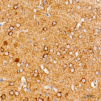 [KO Validated] COX5A Rabbit pAb Antibody