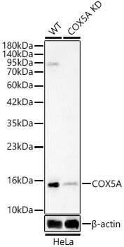 [KO Validated] COX5A Rabbit pAb Antibody