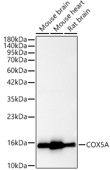 [KO Validated] COX5A Rabbit pAb Antibody