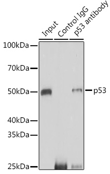 p53 Rabbit pAb Antibody