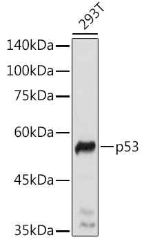 p53 Rabbit pAb Antibody