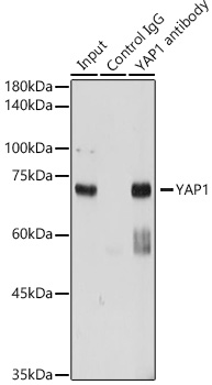 YAP1 Rabbit pAb Antibody