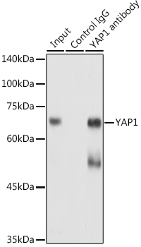 YAP1 Rabbit pAb Antibody