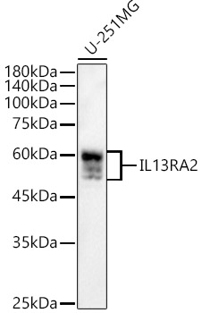 IL13RA2 antibody