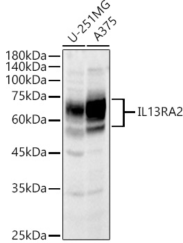 IL13RA2 antibody