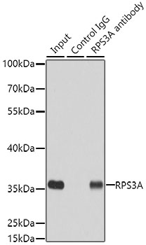 RPS3A antibody