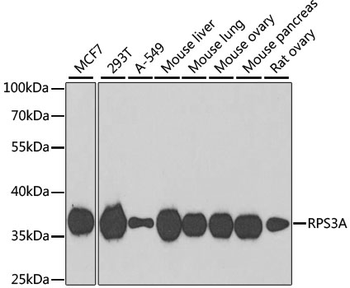 RPS3A antibody