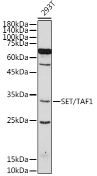 SET antibody