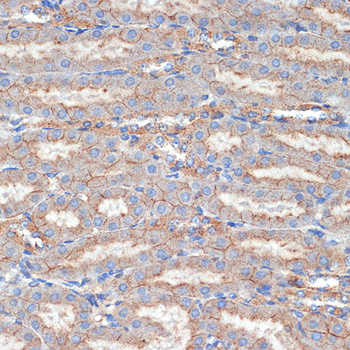 FLOT1 antibody