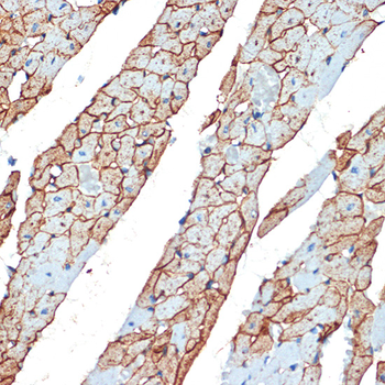 FLOT1 antibody