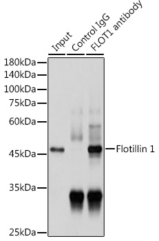 FLOT1 antibody