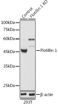 FLOT1 antibody