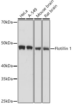 FLOT1 antibody