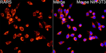 RARS antibody