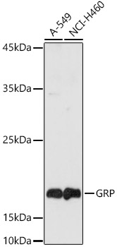 GRP antibody