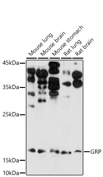 GRP antibody