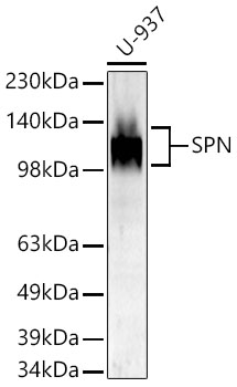 SPN antibody