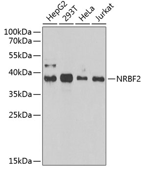 NRBF2 antibody