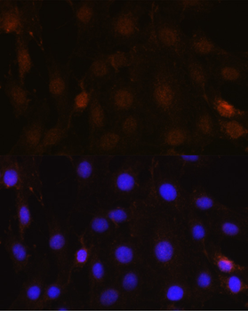 NRBF2 antibody