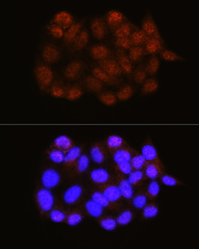 NRBF2 antibody