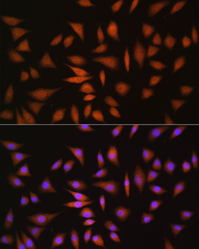 NRBF2 antibody