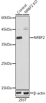 NRBF2 antibody