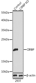 CIRBP antibody