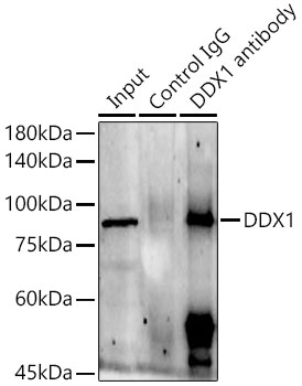 DDX1 antibody