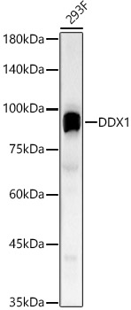 DDX1 antibody