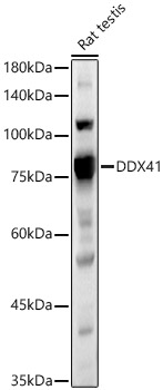 DDX41 antibody