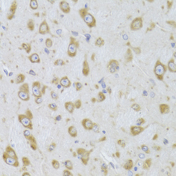 EEF1B2 antibody