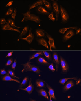 MLPH antibody