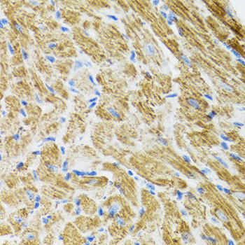 POLG2 antibody