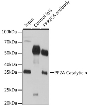 PPP2CA antibody