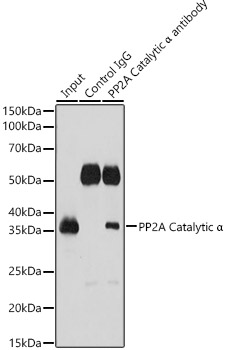 PPP2CA antibody