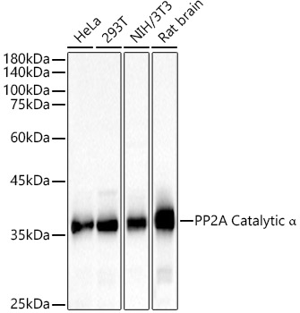 PPP2CA antibody