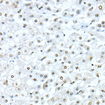 TEAD1 antibody