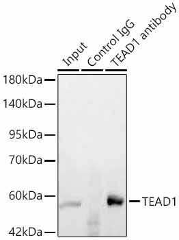 TEAD1 antibody