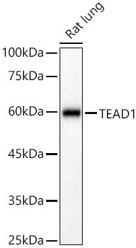 TEAD1 antibody