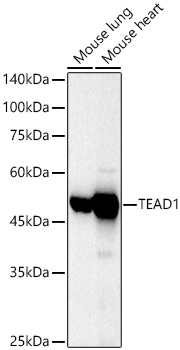 TEAD1 antibody