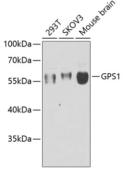 GPS1 antibody