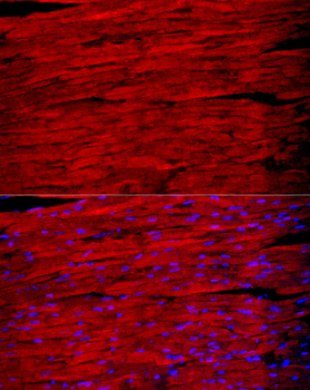 MYH1 antibody