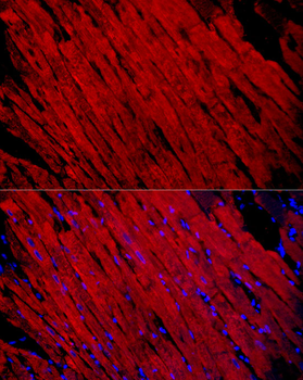 MYH1 antibody