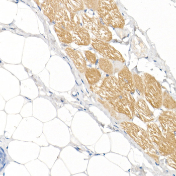 MYH1 antibody