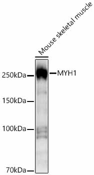 MYH1 antibody