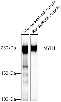 MYH1 antibody