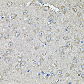 EIF3C antibody