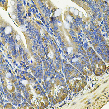 EIF3C antibody