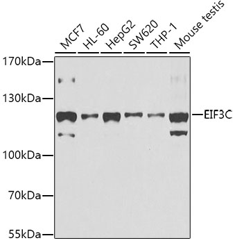 EIF3C antibody