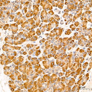 EIF3F antibody